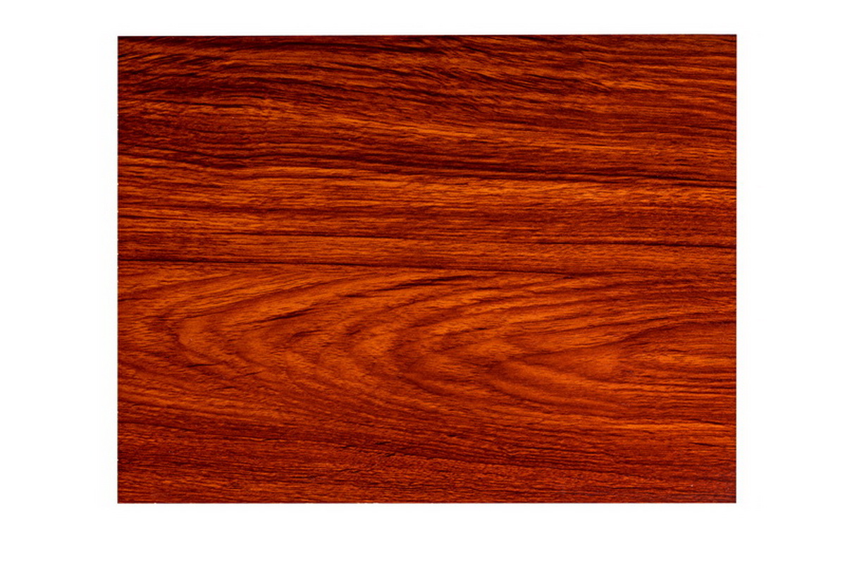 Pines and cypresses - fog and hemp